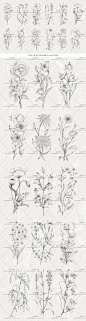 手绘唯美黑白线条植物叶子花朵玫瑰花兰花PSD分层PNG免抠图素材-淘宝网