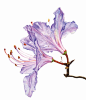 用六个步骤绘制出栩栩如生的水彩花卉，快拿起画笔，与安娜•梅森共赴水彩花卉的视觉盛宴！#水彩##花卉##写实#
