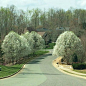 I love seeing these Bradford Pear trees in bloom when  driving down the street where I live. #happyfirstdayofspring #firstdayofspring