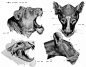 动物骨骼肌肉解剖图：狗，狮，马 1280PX[30P] (25).jpg