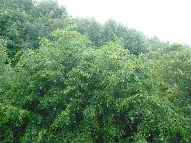 自驾涞源 雨中白石山