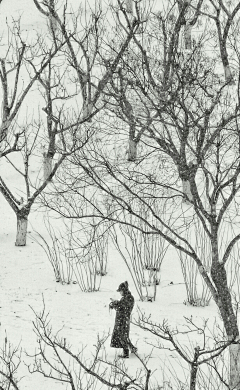 honghui采集到北风其凉，雨雪其雱