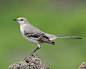   Northern Mockingbird - Whatbird.com : .