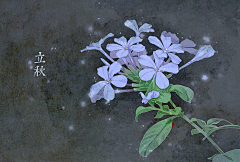 墦索Norma采集到二十四节气花卉图