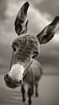 `donkey | Animals