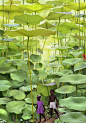 蕨类植物的森林，牙买加，像是宫崎峻的世界。