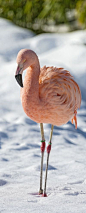 Pink Flamingo in the Snow