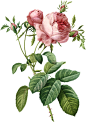 婚礼请柬复古手绘草本植物插画花卉花束 PNG免抠设计素材  (6)