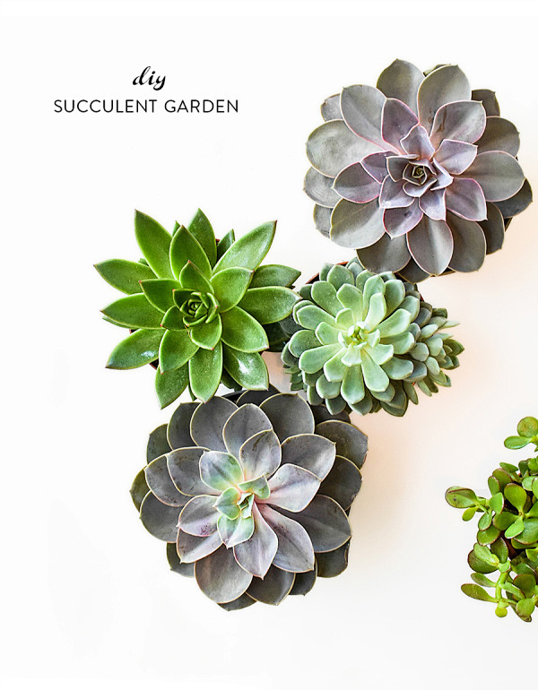 DIY Succulent Garden...
