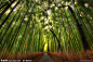 竹树林