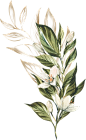 春季唯美水彩手绘鲜花植物花卉叶子请柬海报装饰免抠PNG图案素材 (45)