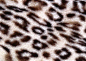 豹纹皮草背景高清素材 页面 设计图片 免费下载 页面网页 平面电商 创意素材
