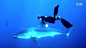 GoPro 金发美女和大白鲨—在线播放—优酷网，视频高清在线观看 #潜水# #动物#