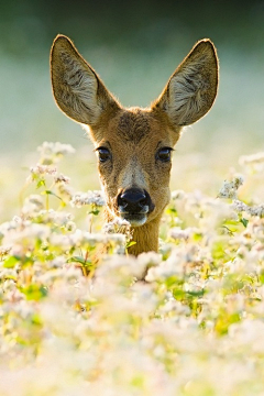 汐格采集到photo.Animal