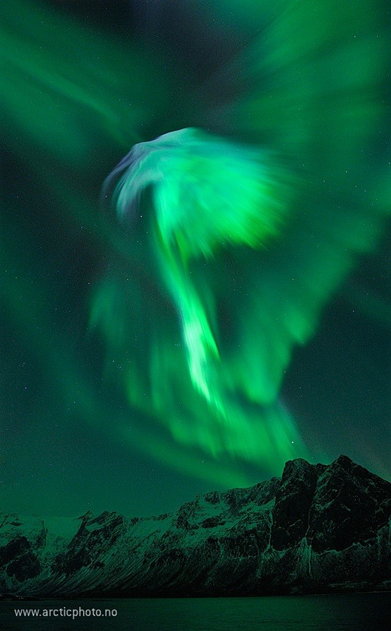 極光令人驚嘆的“鷹”在挪威