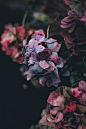 Red and blue hydrangea | HD photo by Annie Spratt (@anniespratt) on Unsplash : Download this photo in United Kingdom by Annie Spratt (@anniespratt)