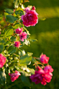 French roses by RainAtDawn, via Flickr