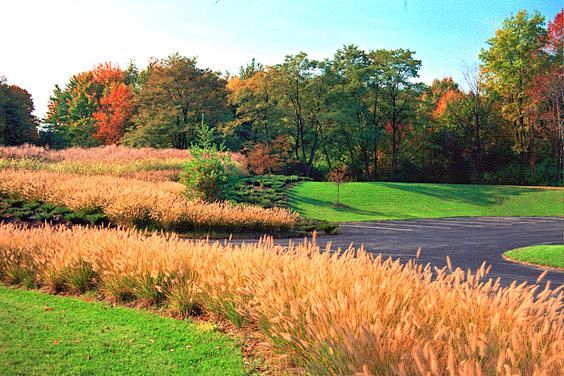 Ornamental Grasses L...