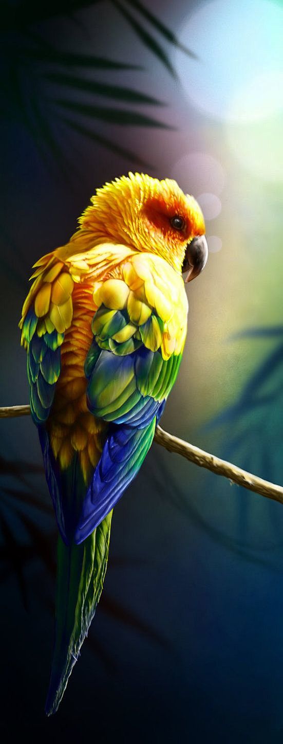 ~~Sun Conure ~ Parro...