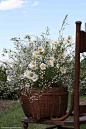 Daisies, field grasses, and baby's breath in country antique basket!: 