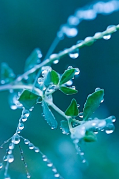 ~灵希~采集到那些花儿与植物