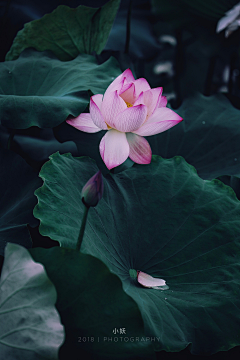 上_善_若_水采集到B:肉肉/植物/花卉/花园