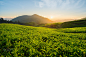 Tea plantation in Cameron highlands, Malaysia by Prasit Rodphan on 500px