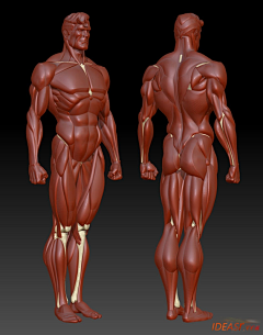 798兰克采集到人体肌肉组织解剖