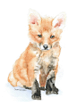 Baby Fox Watercolor Painting 5 x 7 Fine Art Giclee Reproduction #采集大赛#