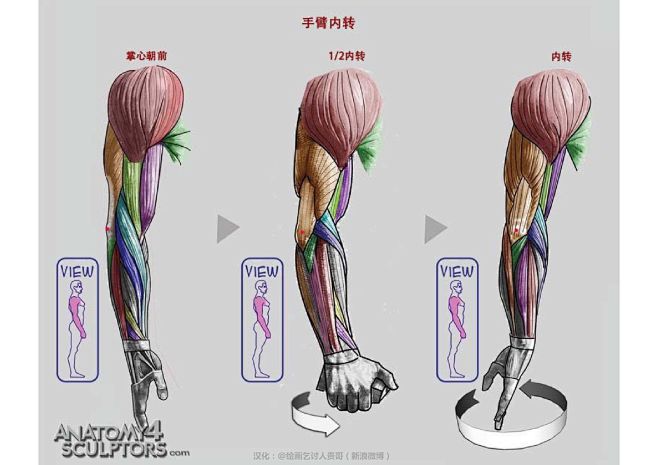 迈克尔汉普顿人体结构-手臂肌肉