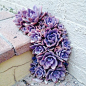 Sidewalk Succulents