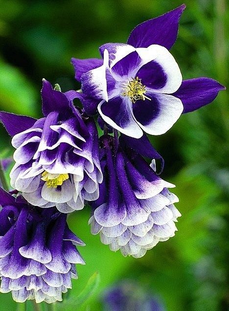 Aquilegias
耧斗菜 / 猫爪花