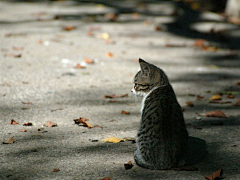 萌酱~采集到猫咪物语