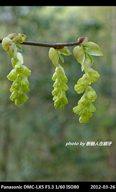 枫林青采集到杭州植物