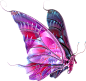 butterfly8