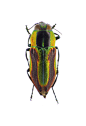 Pictorial beetle collection of the Royal Belgian Institute of Natural Sciences