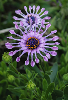 com采集瑶台明月采集到野花白花鬼针草 bidens pilosa var.