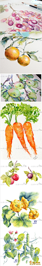 欧美插画师水溶彩铅水彩手绘作品蔬菜水果临摹参考素材图片228张+