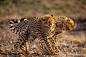 Cheetah (Acinonyx jubatus) by Etienne Oosthuizen on 500px