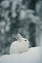 "Snow falls on a snowshoe hare in its winter coat“