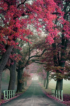 芒●果●果采集到风景