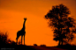 Mario Moreno：非洲草原野生动物剪影摄影作品 - 新摄影