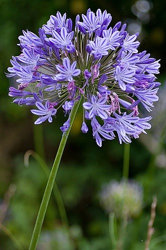 Agapanthus campanula...