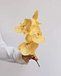 Photo by 東京植物図譜 on August 06, 2023. May be an image of flower arrangement and Vanda orchid.