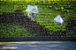 垂直绿化、绿墙、植物墙、立体绿化 (7)
