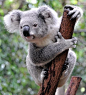 13 of the cutest tree-dwelling animals in the world