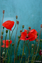 Poppies