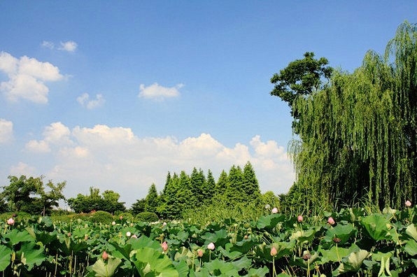 鼋头渚自助游图片