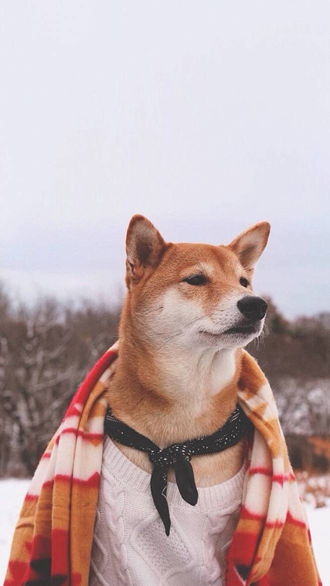 雪地の秋田犬