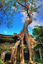 “树妖”。塔普伦寺，吴哥，柬埔寨.